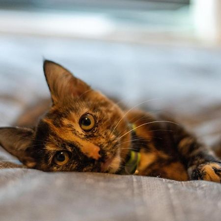黑潭Cavendish Cat And Gaming House公寓 外观 照片