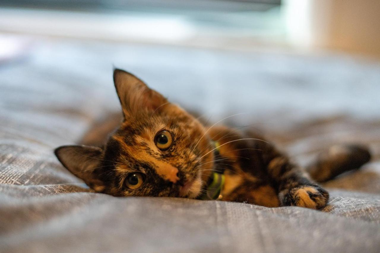 黑潭Cavendish Cat And Gaming House公寓 外观 照片