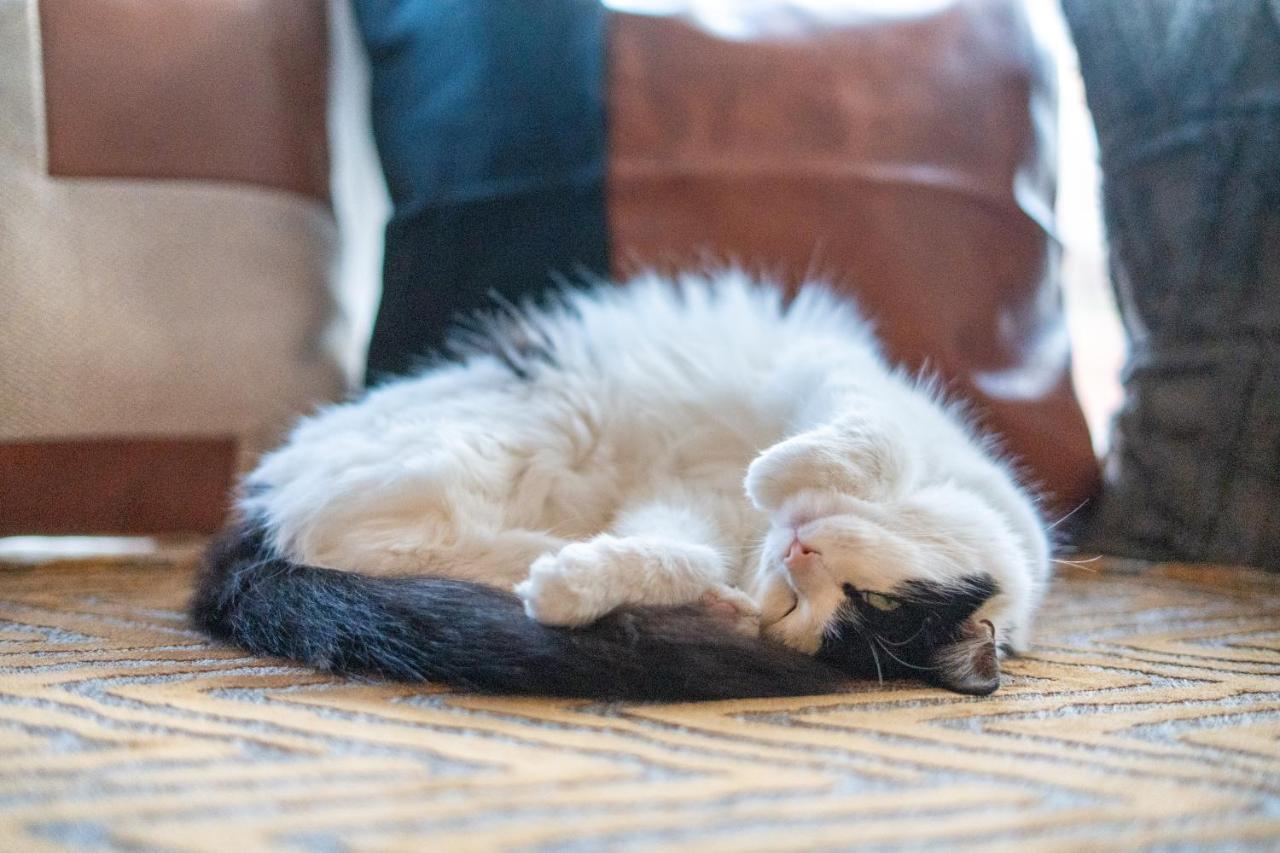 黑潭Cavendish Cat And Gaming House公寓 外观 照片