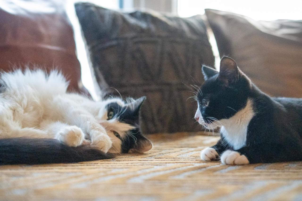 黑潭Cavendish Cat And Gaming House公寓 外观 照片