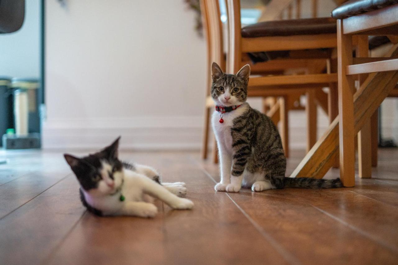 黑潭Cavendish Cat And Gaming House公寓 外观 照片