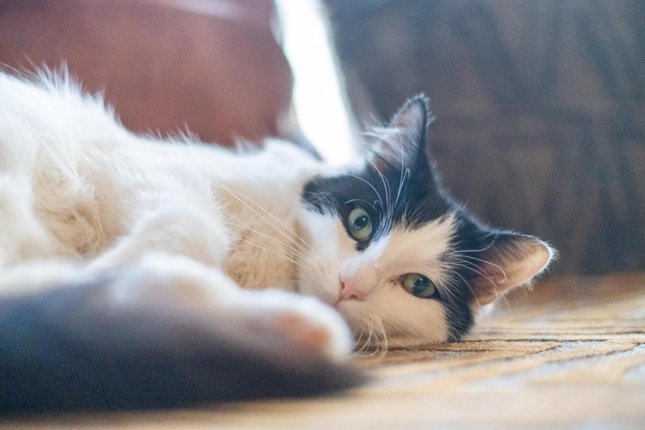 黑潭Cavendish Cat And Gaming House公寓 外观 照片