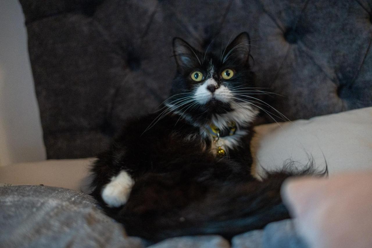 黑潭Cavendish Cat And Gaming House公寓 外观 照片