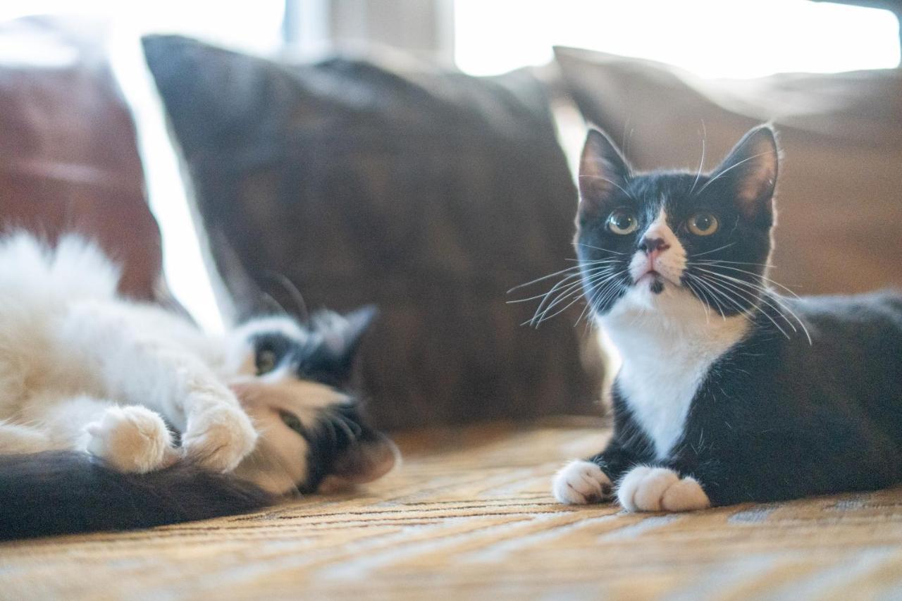 黑潭Cavendish Cat And Gaming House公寓 外观 照片