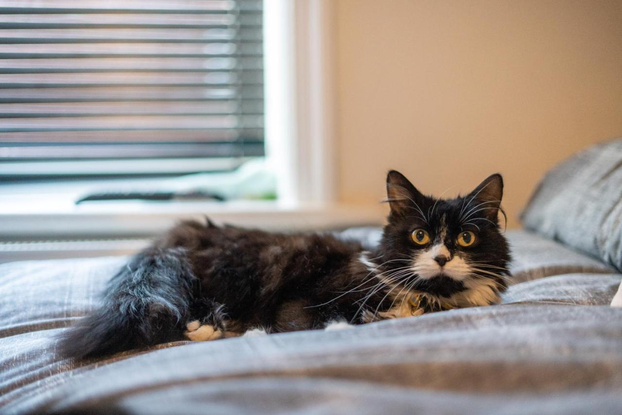 黑潭Cavendish Cat And Gaming House公寓 外观 照片