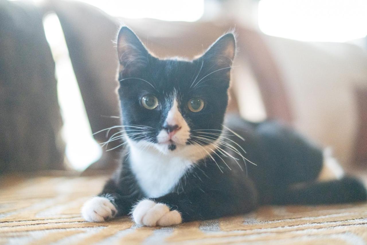 黑潭Cavendish Cat And Gaming House公寓 外观 照片